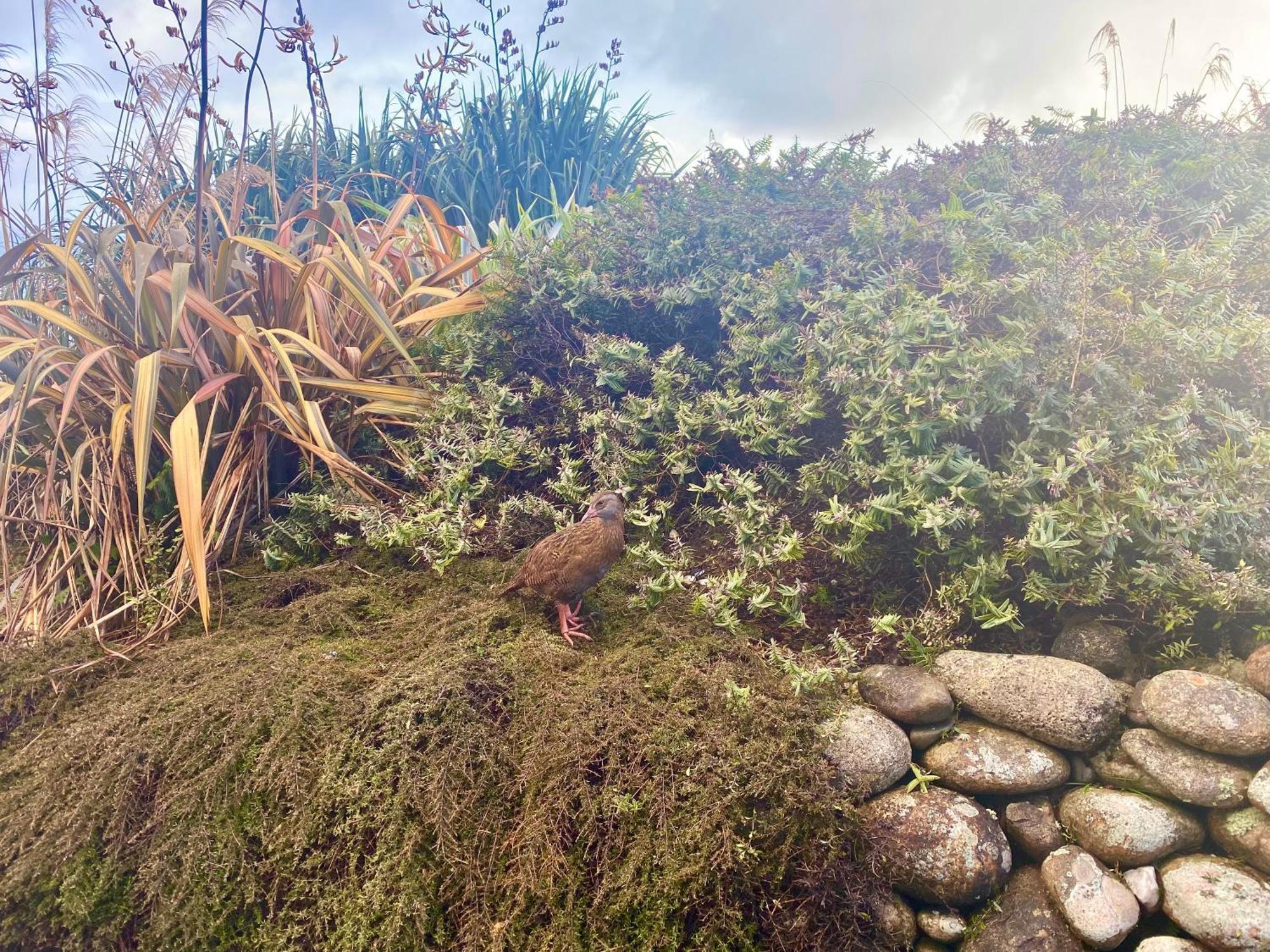 Wild Weka Eco Stay - Off-Grid 4Wd Recommended Waimarie Exterior foto